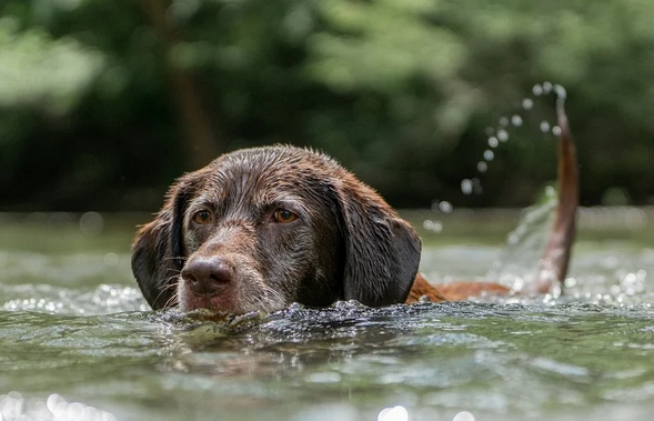 PETA izdala upozorenje: Zaštitite svoje četveronožne prijatelje tokom vrelih dana