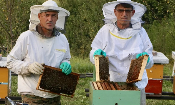 Pčelari ove godine bez meda, u padu i broj preživjelih pčela