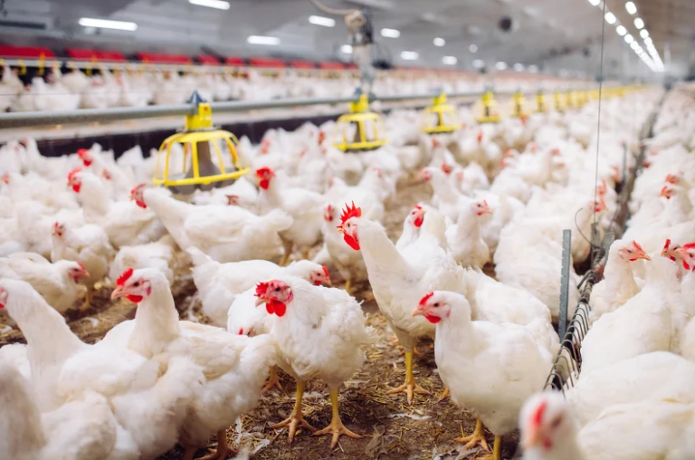 Teška situacija u peradarskom sektoru u Bosni i Hercegovini, farmeri na koljenima