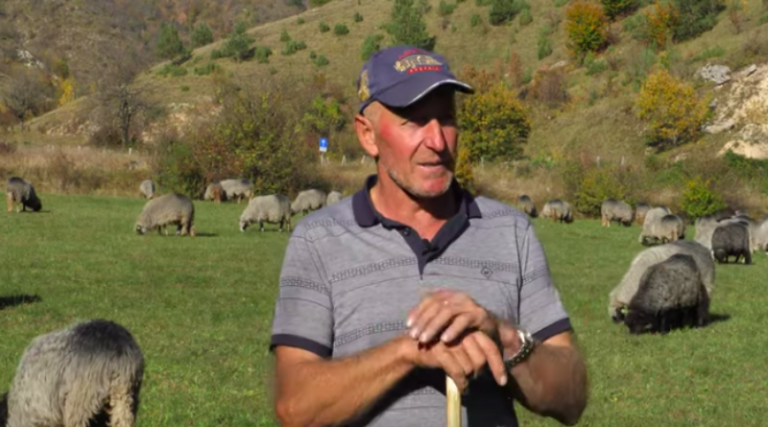 Travnik: Zahvaljujući ovcama Goran othranio sedmero djece