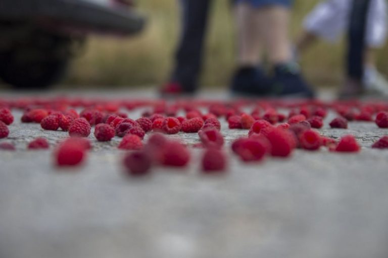 Znate li da je BiH među deset najvećih proizvođača maline u svijetu