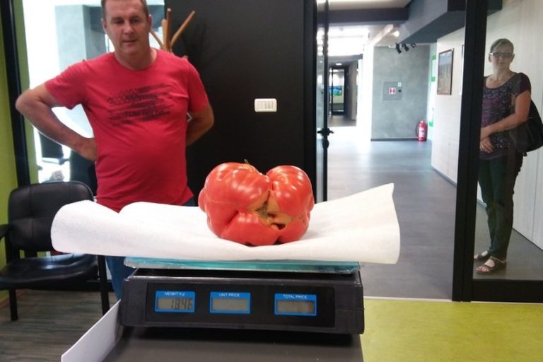 U Kaknju uzgojen paradajz težine 1,8 kilograma