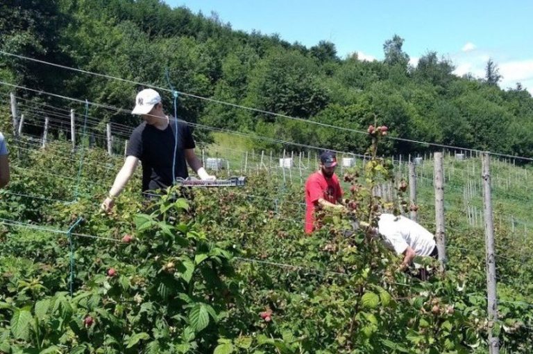 Udruženje “Obrazovanje gradi BiH” novcem od malinjaka osigurava stipendije za učenike