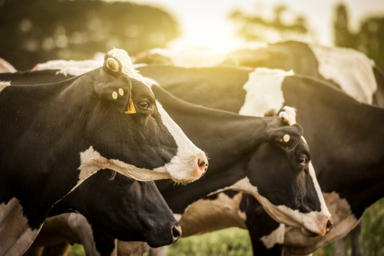Superbakterije sve češće skaču između ljudi i krava