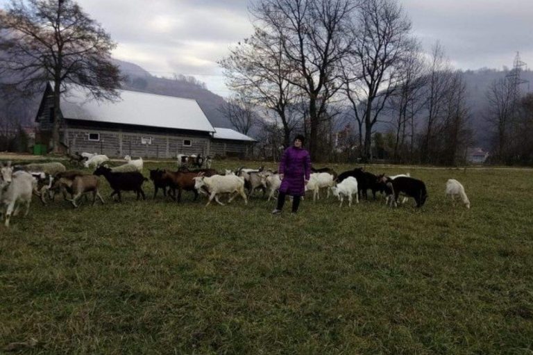 Porodica Zekotić iz radoznalosti kupila dvije koze, sada ima farmu