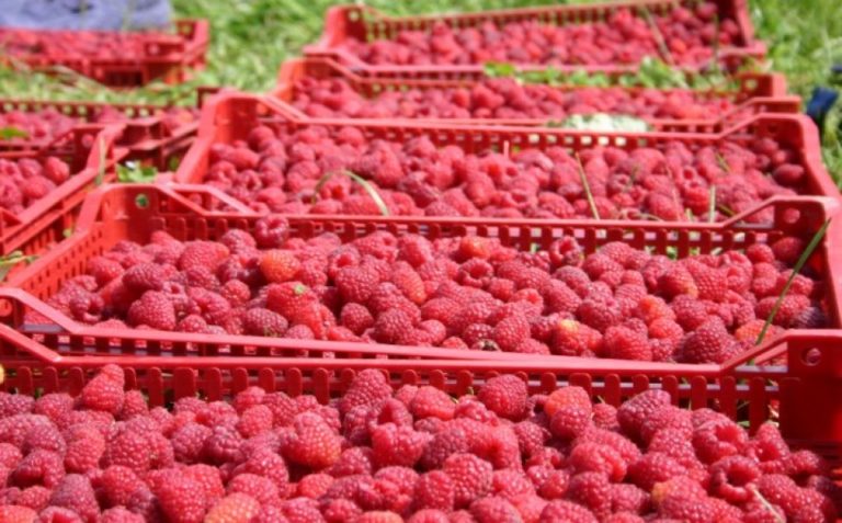 Počela berba malina, očekuju se manje količine i veći kvalitet