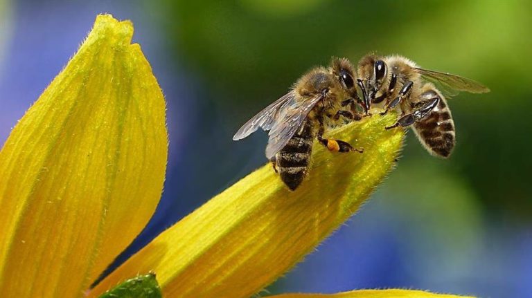 Put prema katastrofi: Pčele sve više nestaju zbog pesticida…