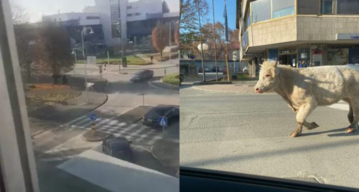 Bik pobjegao iz klaonice pa trčao po gradu i zamalo udario pješaka