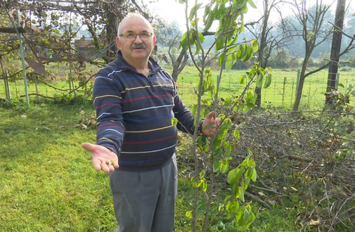 Kod Fikreta šljiva rodila usred oktobra (FOTO)