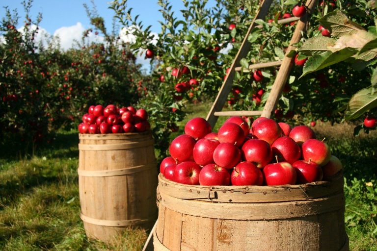 Uništili smo crvene jabuke: Uskoro će skroz nestati