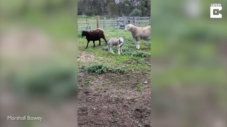 U Australiji rođeno janje s pet nogu (VIDEO)