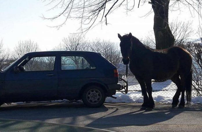 I ovo je BiH: Zavezao konja za Golfa