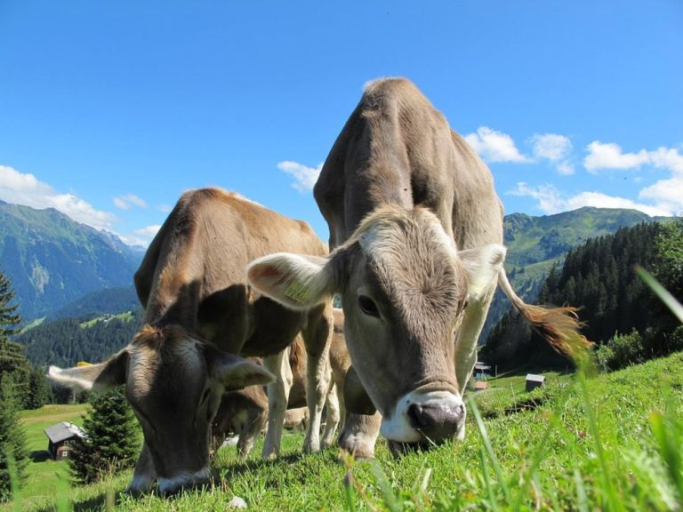 Upitna proizvodnja mlijeka: Farmeri gase proizvodnju i odlaze u inostranstvo