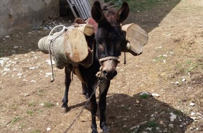 Samo u BiH: Dresirali magarca “lopova” za krađu bukove šume