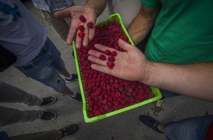 Niko neće da bere maline za jednu marku