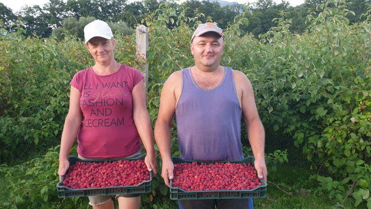 U devet godina ubrali i isporučili 40 tona maline