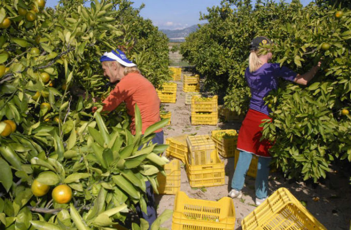 Nudi 130 KM dnevno za branje mandarina, ali postoji jedan uslov