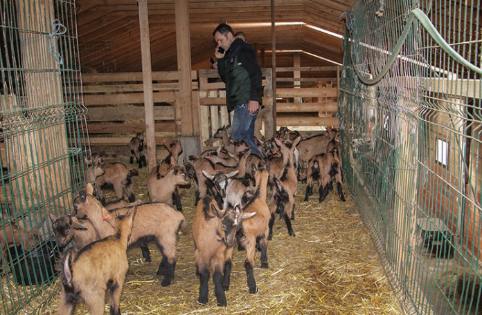 Vratio se iz Italije i razvio unosan biznis: Kozarstvo je velika šansa za BiH (FOTO)