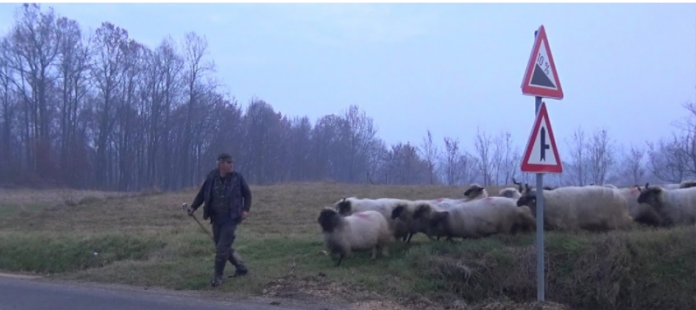 Ovčari iz Zenice pješice obiđu čitavu BIH sa svojim ovcama (VIDEO)