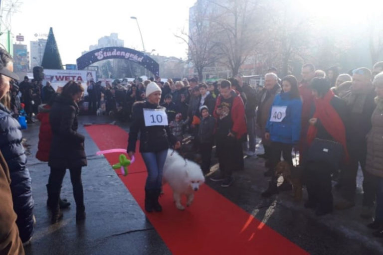 ZENICA Sibirski samojed Don osvojio simpatije publike