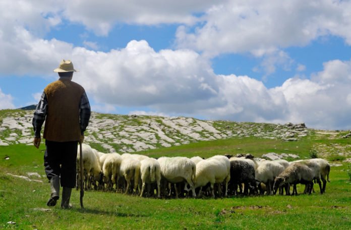 Ne žele se “brukati pred svijetom”: Neće u čobane ni za 600 eura mjesečno