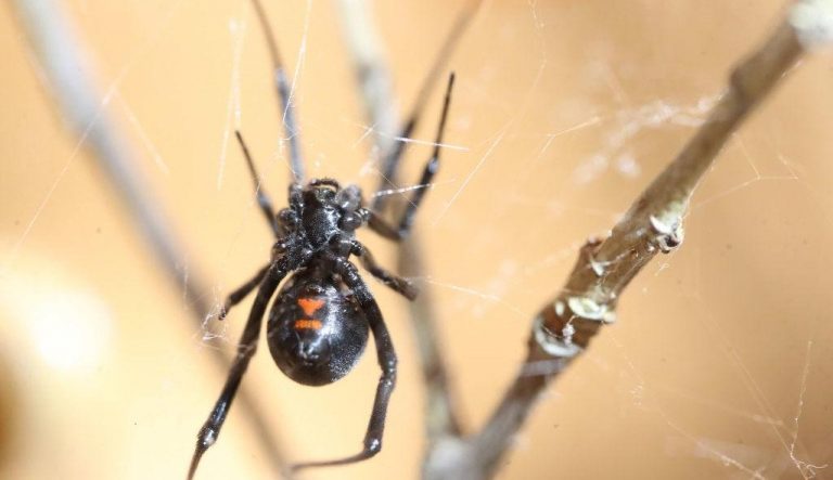 Dječaci isprovocirali crnu udovicu da ih ubode da dobiju Spider-manove moći pa završili u bolnici