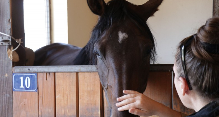 Đozo: Konjogojstvo stoljetna bosanska tradicija, Pegasos je nastavlja