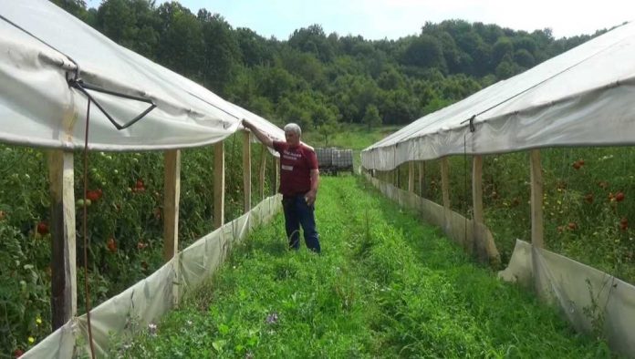 Omerova bašta jedna od najvećih u Zenici