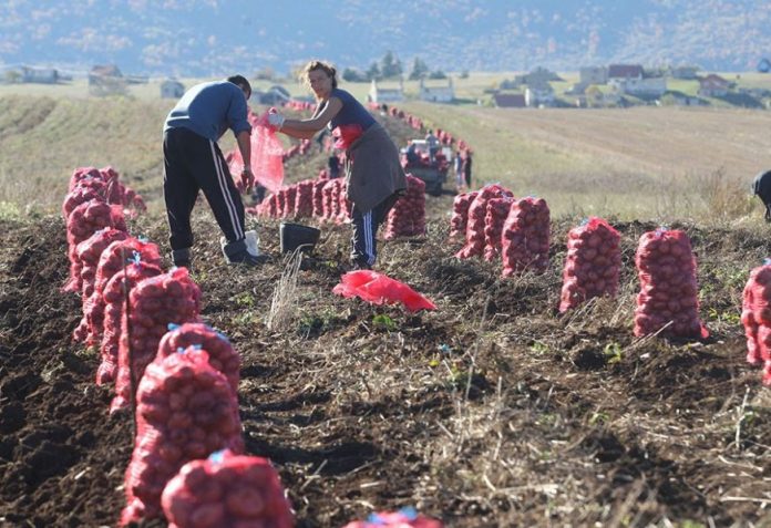 Plaše se minusa: Godina rodna, ali povrtari sada imaju novi problem