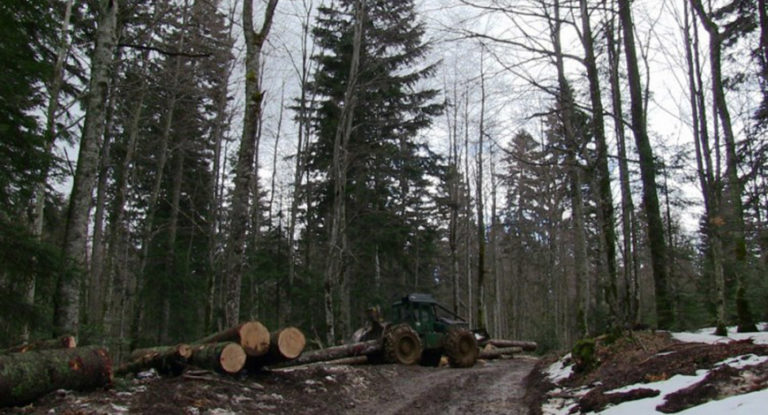 Povećati plate drvnom sektoru