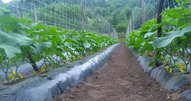 Teška godina iza proizvođača kornišona i malina