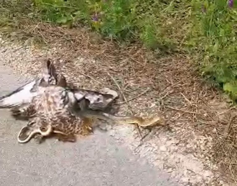 Snimak lovačkog društva iz BiH: Nevjerovatna borba jastreba i zmije (VIDEO)